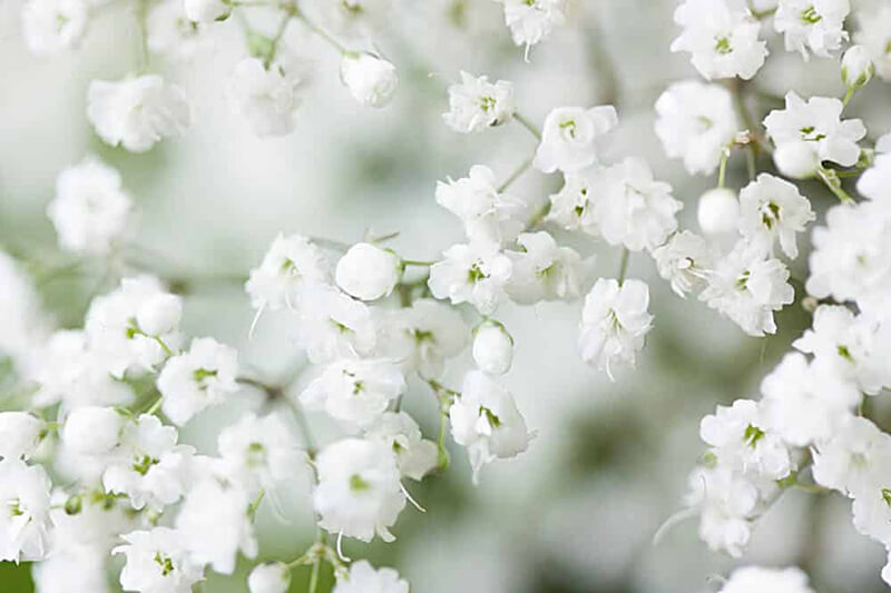 Tổng hợp những hình ảnh đẹp nhất về hoa baby trắng - [Kích thước hình ảnh: 800x533 px]
