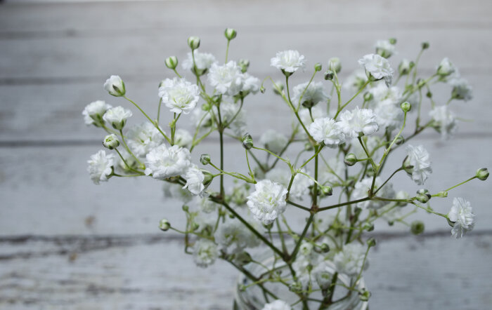 Tổng hợp những hình ảnh đẹp nhất về hoa baby trắng - [Kích thước hình ảnh: 700x442 px]