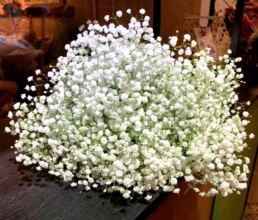 Tổng hợp những hình ảnh đẹp nhất về hoa baby trắng - [Kích thước hình ảnh: 842x720 px]