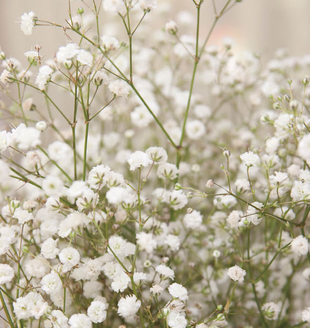Tổng hợp những hình ảnh đẹp nhất về hoa baby trắng - [Kích thước hình ảnh: 606x640 px]