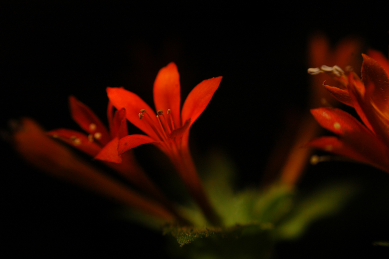 Tổng hợp những hình ảnh đẹp nhất về hoa rạng đông - [Kích thước hình ảnh: 780x519 px]