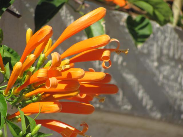 Tổng hợp những hình ảnh đẹp nhất về hoa rạng đông - [Kích thước hình ảnh: 640x480 px]