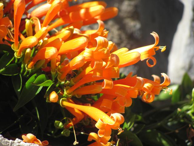 Tổng hợp những hình ảnh đẹp nhất về hoa rạng đông - [Kích thước hình ảnh: 640x480 px]