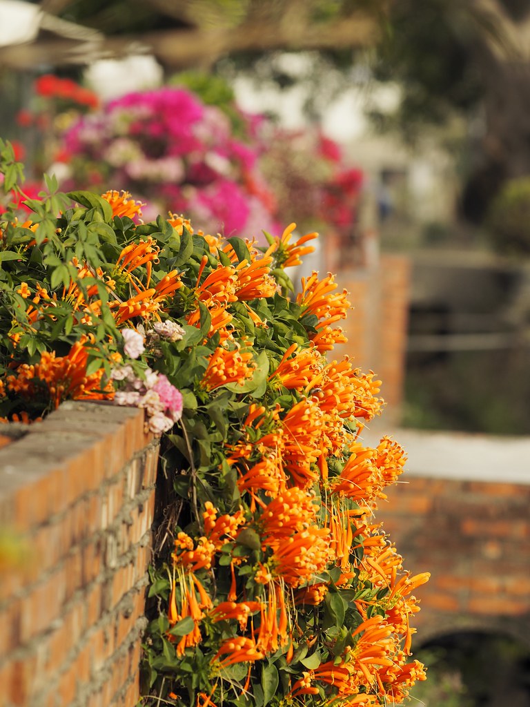 Tổng hợp những hình ảnh đẹp nhất về hoa rạng đông - [Kích thước hình ảnh: 768x1024 px]