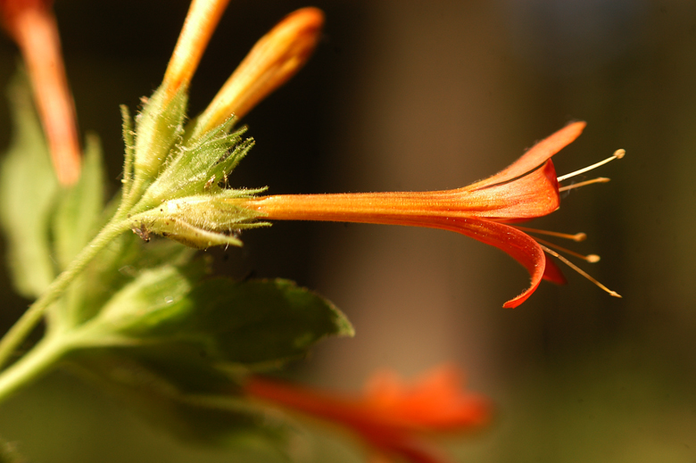 Tổng hợp những hình ảnh đẹp nhất về hoa rạng đông - [Kích thước hình ảnh: 780x519 px]