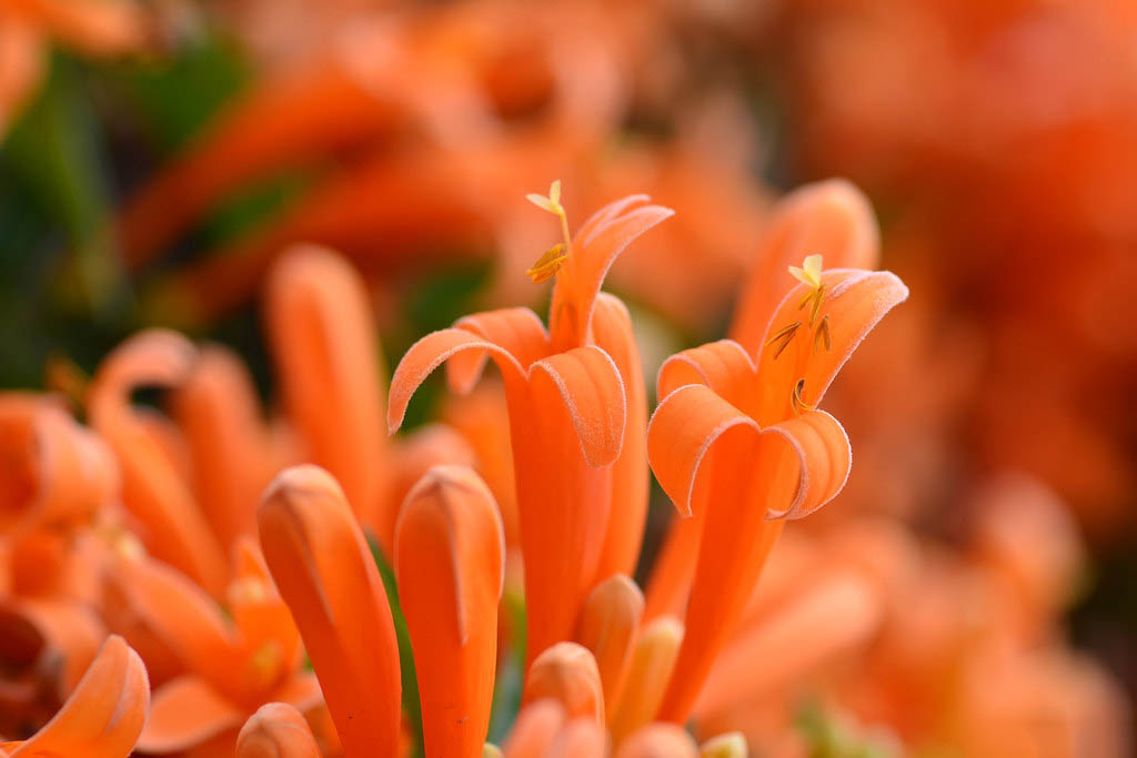 Tổng hợp những hình ảnh đẹp nhất về hoa rạng đông - [Kích thước hình ảnh: 1024x683 px]