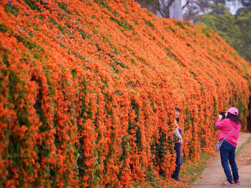 Tổng hợp những hình ảnh đẹp nhất về hoa rạng đông - [Kích thước hình ảnh: 800x600 px]