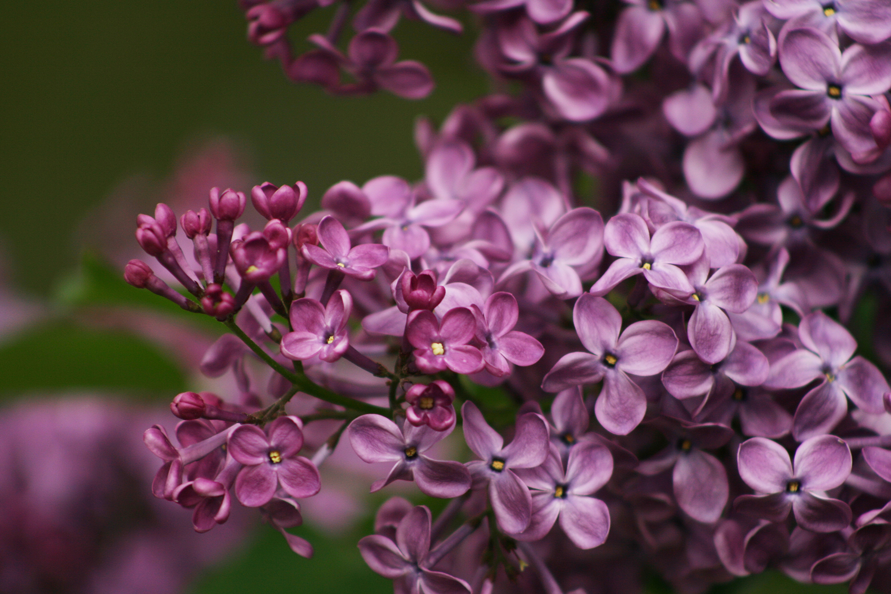 Tổng hợp những hình ảnh đẹp nhất về hoa tử đinh hương - [Kích thước hình ảnh: 1800x1200 px]