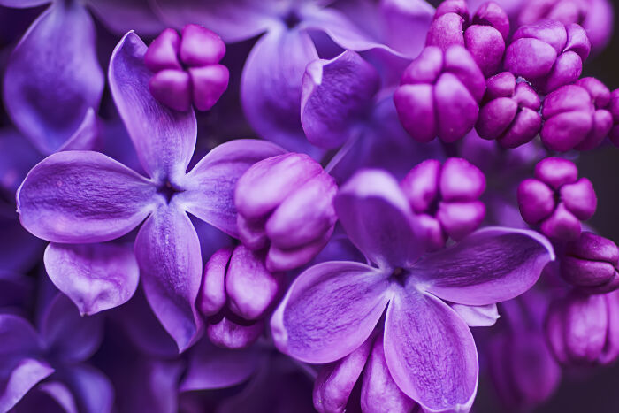 Tổng hợp những hình ảnh đẹp nhất về hoa tử đinh hương - [Kích thước hình ảnh: 700x467 px]
