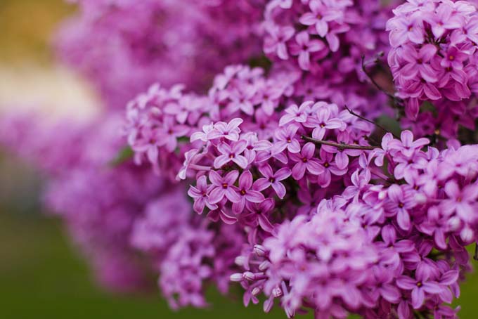 Tổng hợp những hình ảnh đẹp nhất về hoa tử đinh hương - [Kích thước hình ảnh: 680x454 px]