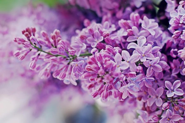 Tổng hợp những hình ảnh đẹp nhất về hoa tử đinh hương - [Kích thước hình ảnh: 600x400 px]
