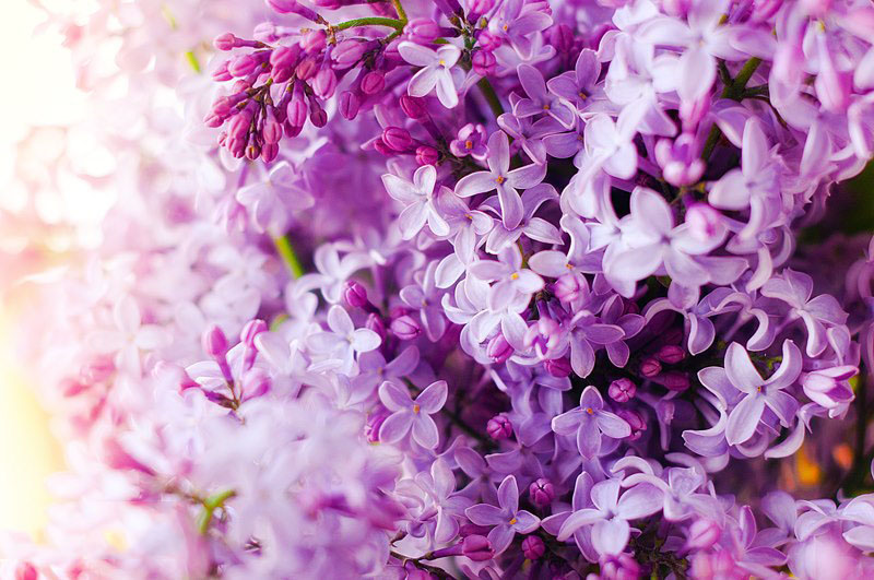 Tổng hợp những hình ảnh đẹp nhất về hoa tử đinh hương - [Kích thước hình ảnh: 800x531 px]