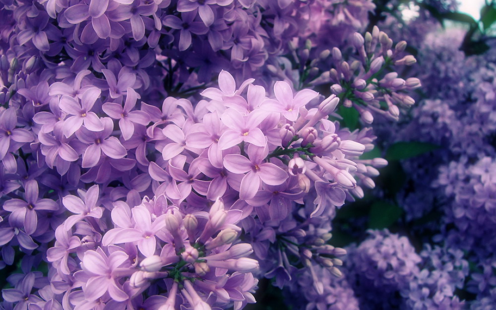 Tổng hợp những hình ảnh đẹp nhất về hoa tử đinh hương - [Kích thước hình ảnh: 1000x625 px]