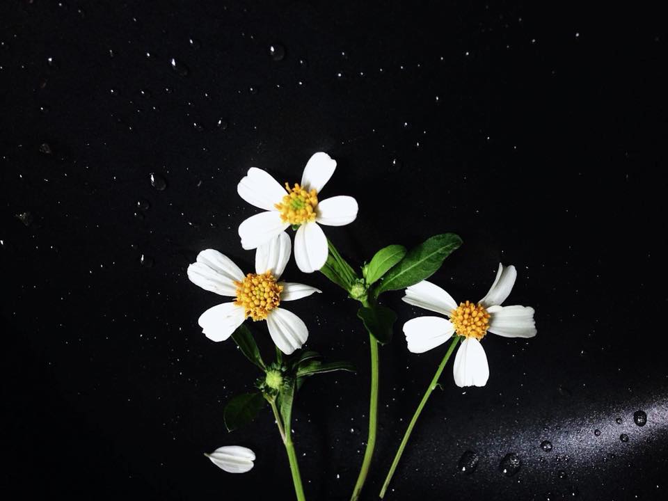 Tổng hợp những hình ảnh đẹp về hoa xuyến chi – cô gái xấu xí khao khát được một tình yêu đúng nghĩa - [Kích thước hình ảnh: 960x720 px]