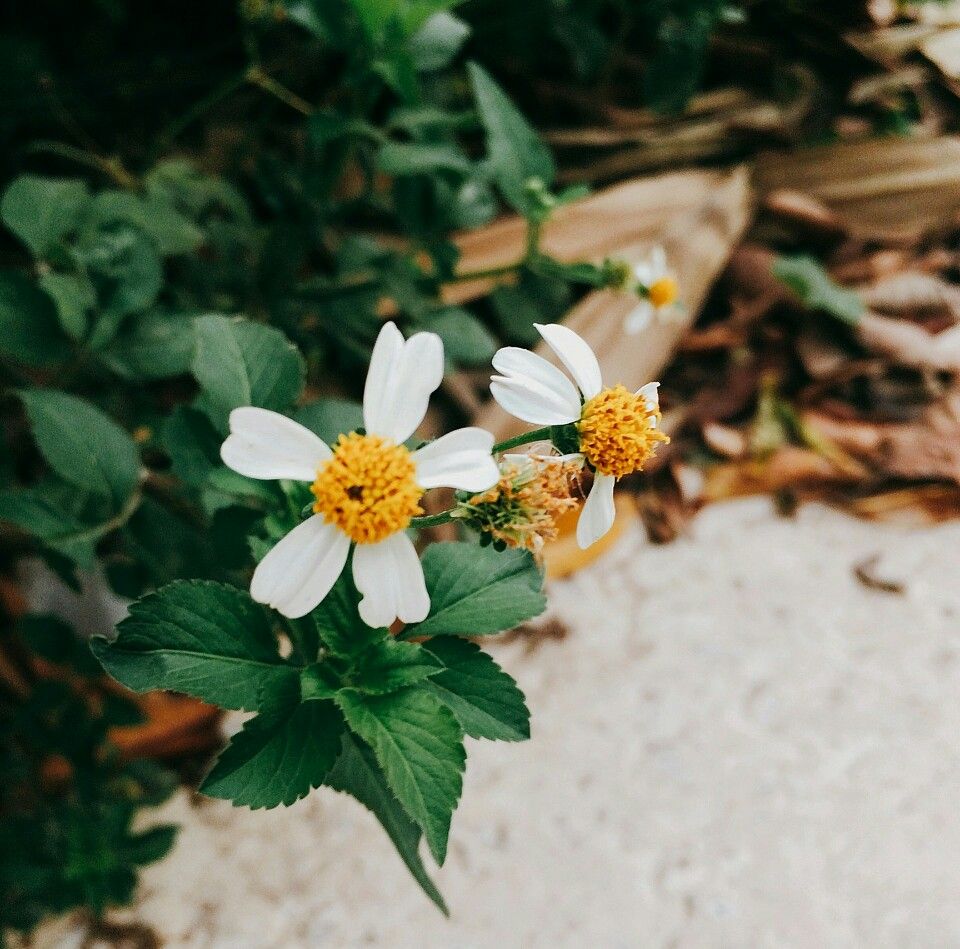 Tổng hợp những hình ảnh đẹp về hoa xuyến chi – cô gái xấu xí khao khát được một tình yêu đúng nghĩa - [Kích thước hình ảnh: 960x949 px]