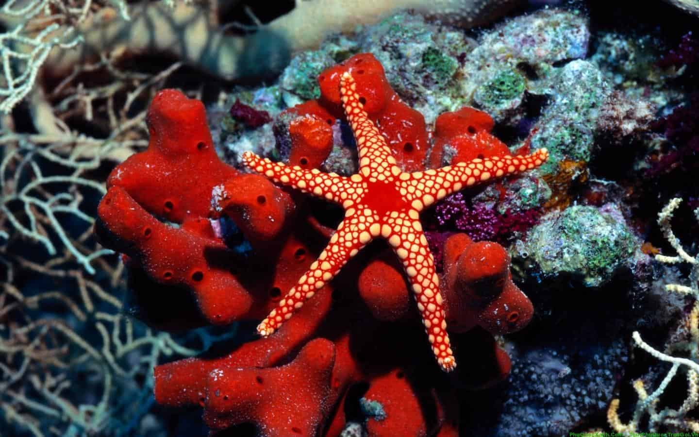Top 50 hình ảnh sao biển đẹp và dễ thương nhất thế giới - [Kích thước hình ảnh: 1440x900 px]