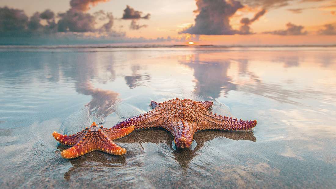 Top 50 hình ảnh sao biển đẹp và dễ thương nhất thế giới - [Kích thước hình ảnh: 1100x619 px]