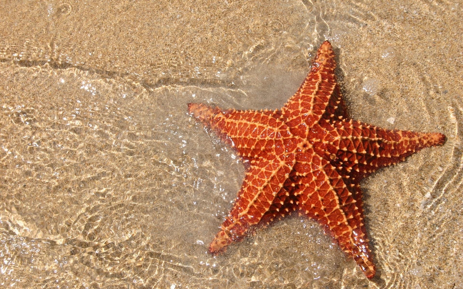 Top 50 hình ảnh sao biển đẹp và dễ thương nhất thế giới - [Kích thước hình ảnh: 1920x1200 px]