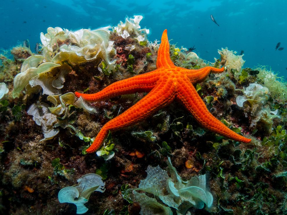 Top 50 hình ảnh sao biển đẹp và dễ thương nhất thế giới - [Kích thước hình ảnh: 990x743 px]