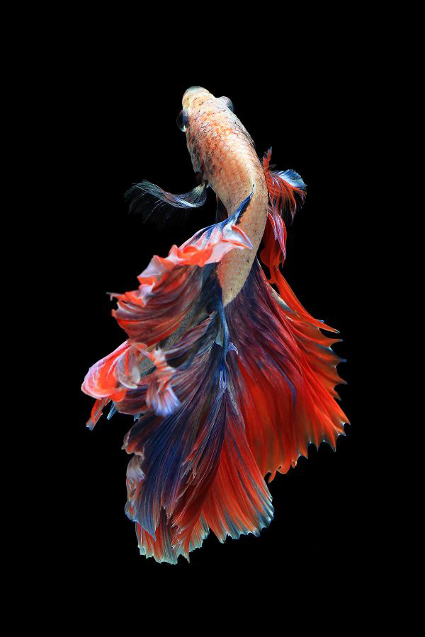 Tổng hợp Hình ảnh cá Chọi đẹp nhất - [Kích thước hình ảnh: 600x900 px]