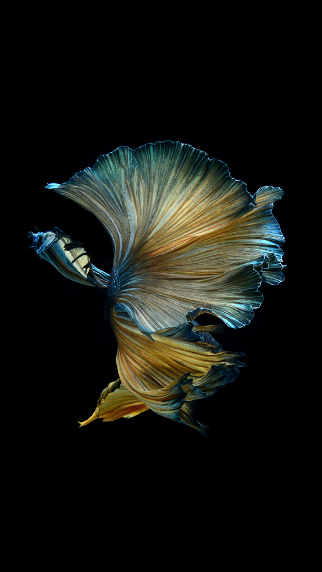 Tổng hợp Hình ảnh cá Chọi đẹp nhất - [Kích thước hình ảnh: 640x1136 px]