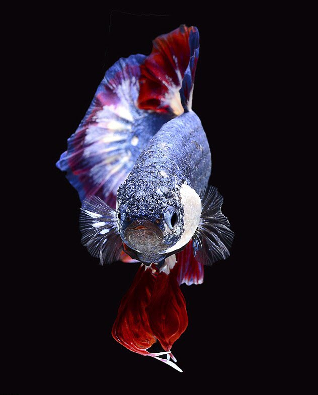 Tổng hợp Hình ảnh cá Chọi đẹp nhất - [Kích thước hình ảnh: 632x787 px]