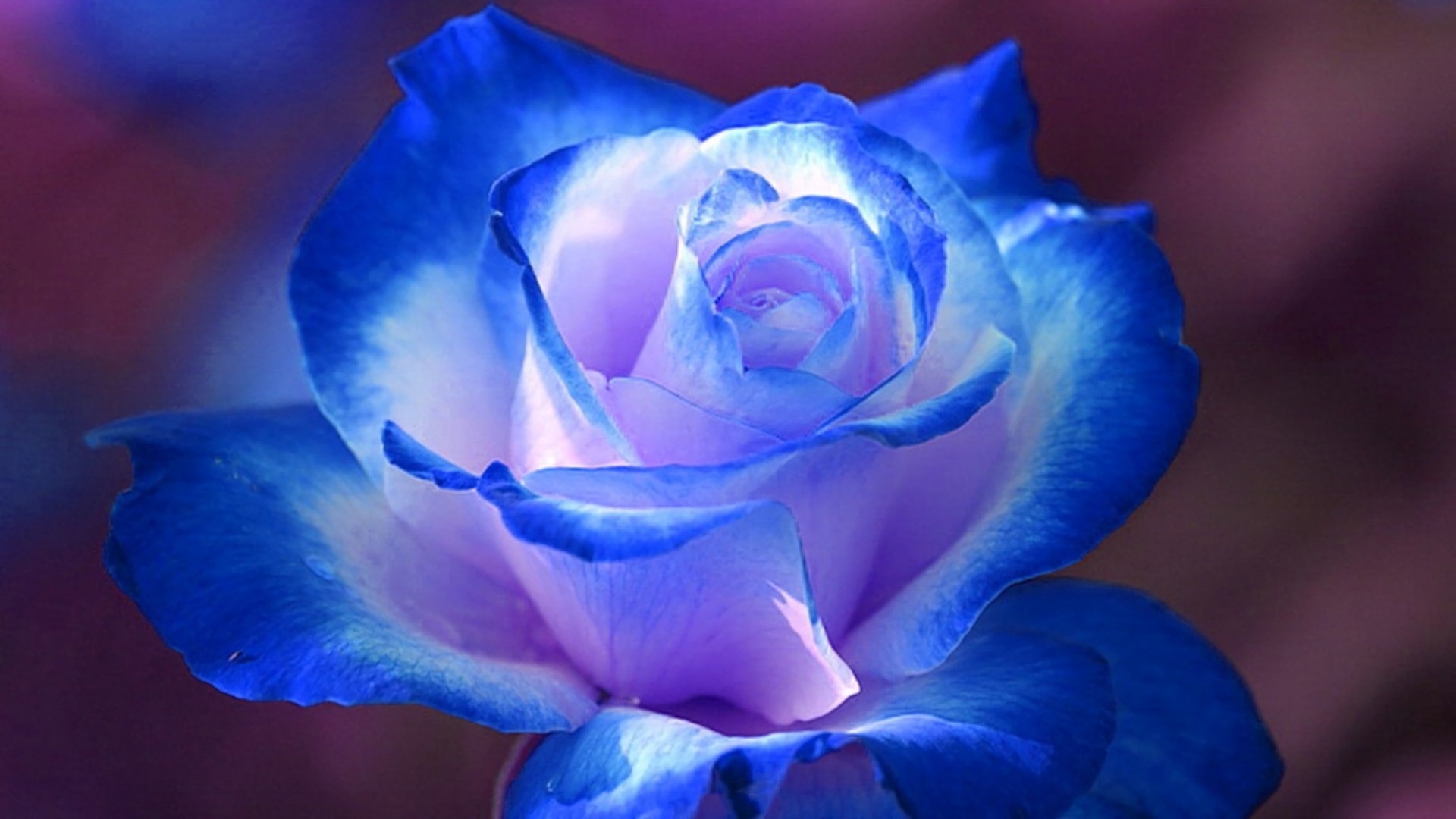 Top 20 hình nền hoa hồng xanh đẹp nhất, lãng mạn nhất - [Kích thước hình ảnh: 1920x1080 px]