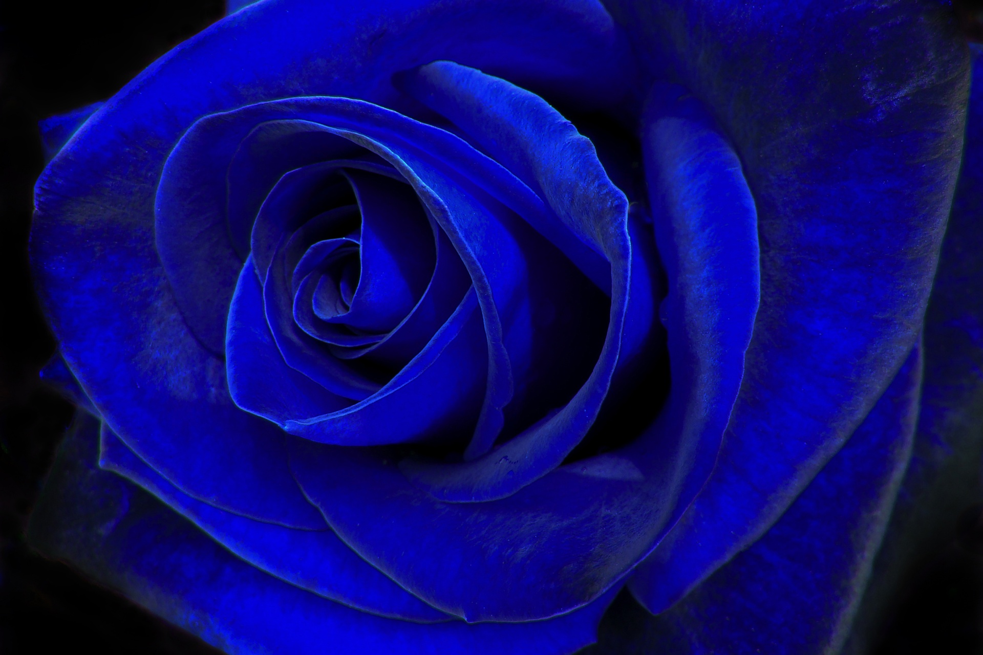 Top 20 hình nền hoa hồng xanh đẹp nhất, lãng mạn nhất - [Kích thước hình ảnh: 1920x1280 px]