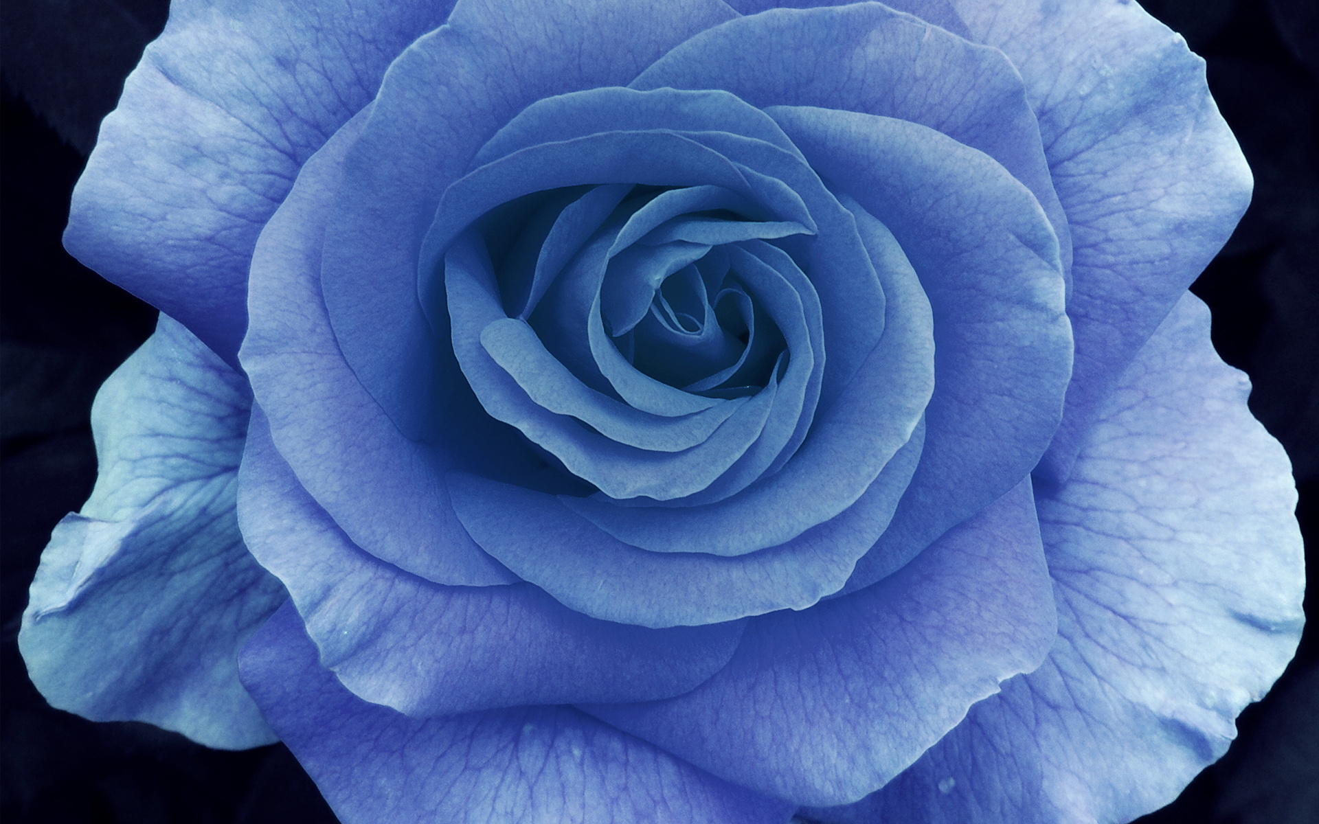 Top 20 hình nền hoa hồng xanh đẹp nhất, lãng mạn nhất - [Kích thước hình ảnh: 1920x1200 px]