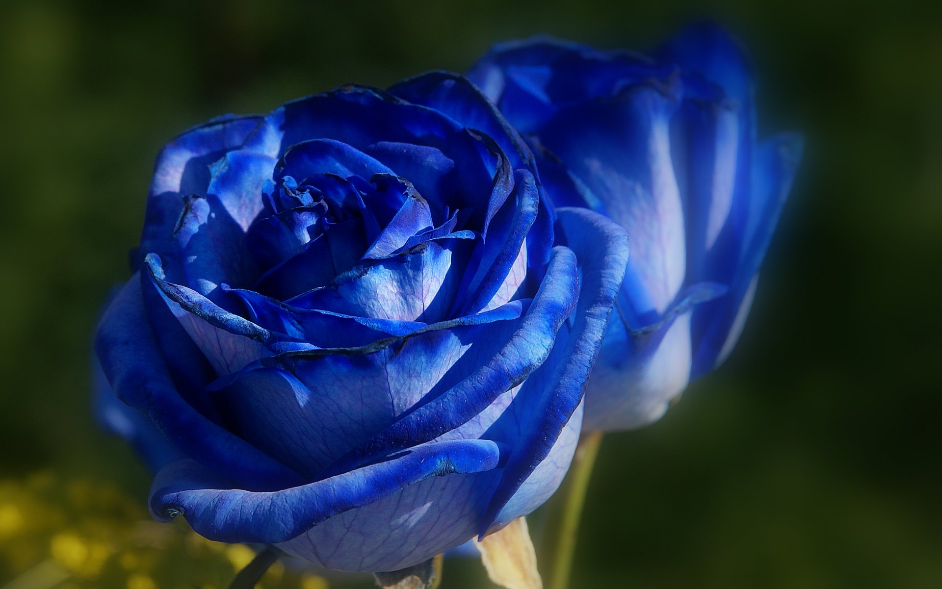 Top 20 hình nền hoa hồng xanh đẹp nhất, lãng mạn nhất - [Kích thước hình ảnh: 1920x1201 px]