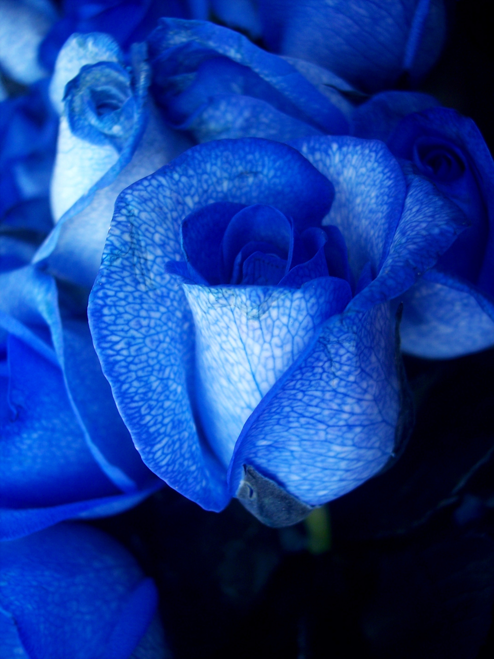 Top 20 hình nền hoa hồng xanh đẹp nhất, lãng mạn nhất - [Kích thước hình ảnh: 1920x2560 px]