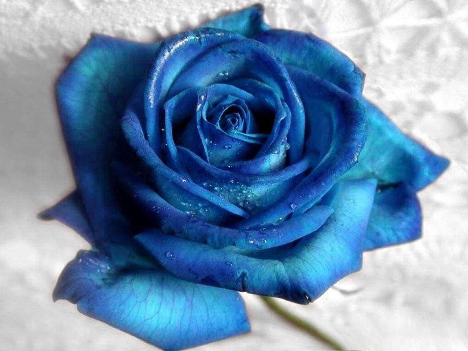 Top 20 hình nền hoa hồng xanh đẹp nhất, lãng mạn nhất - [Kích thước hình ảnh: 1600x1200 px]