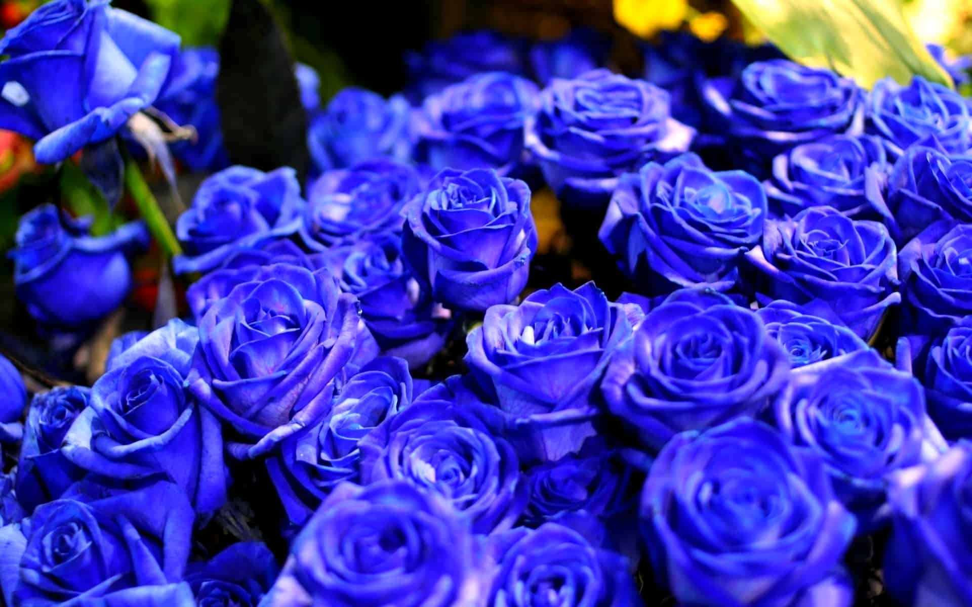 Top 20 hình nền hoa hồng xanh đẹp nhất, lãng mạn nhất - [Kích thước hình ảnh: 1920x1200 px]