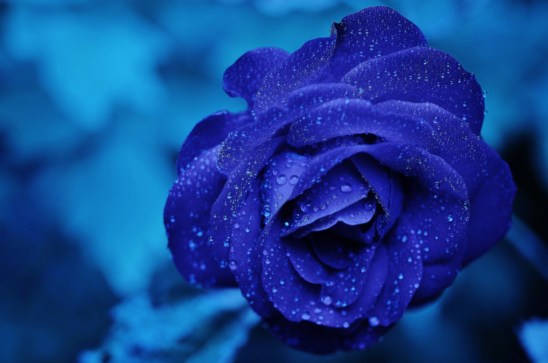 Top 20 hình nền hoa hồng xanh đẹp nhất, lãng mạn nhất - [Kích thước hình ảnh: 1920x1272 px]