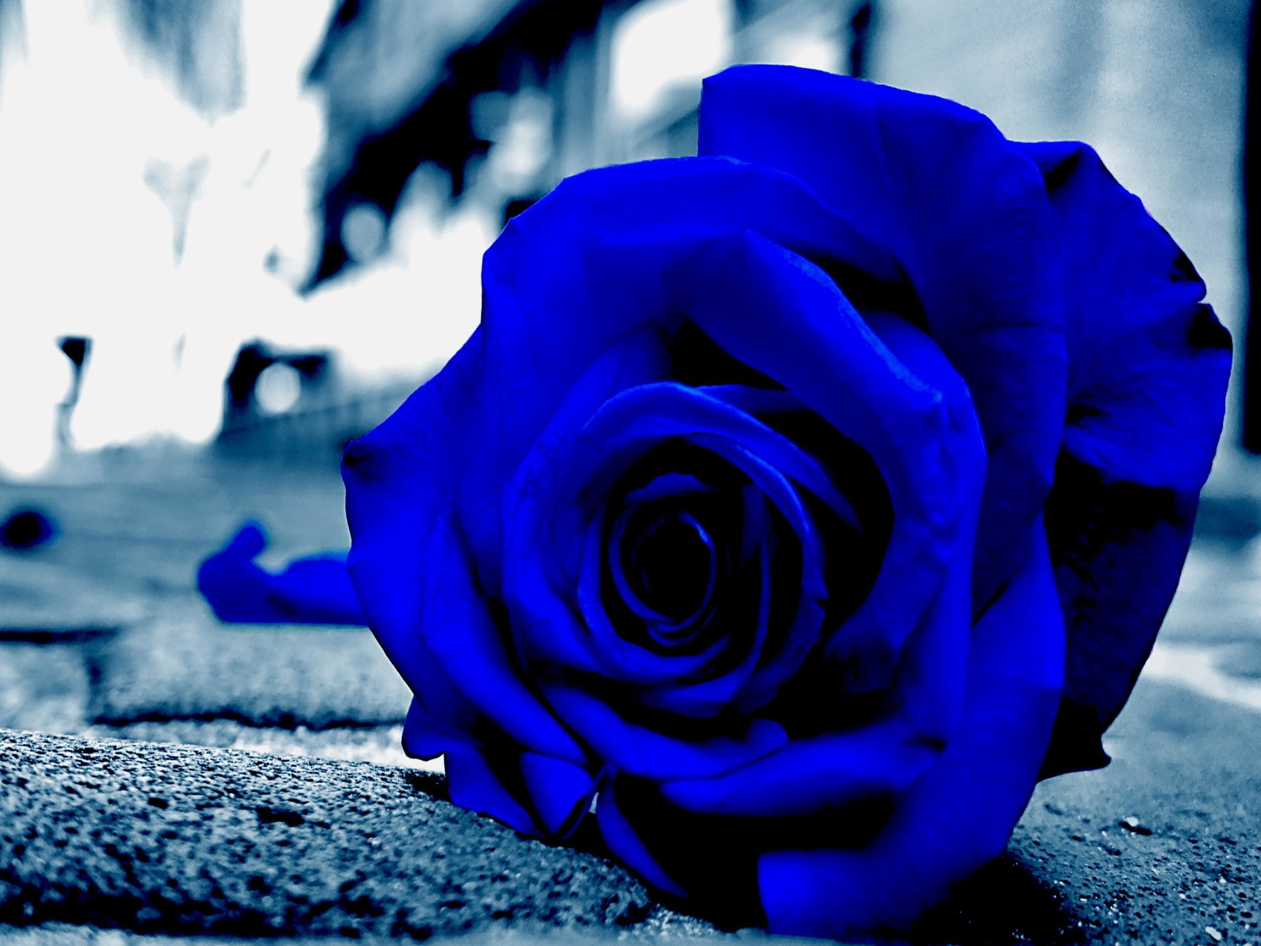 Top 20 hình nền hoa hồng xanh đẹp nhất, lãng mạn nhất - [Kích thước hình ảnh: 2560x1920 px]