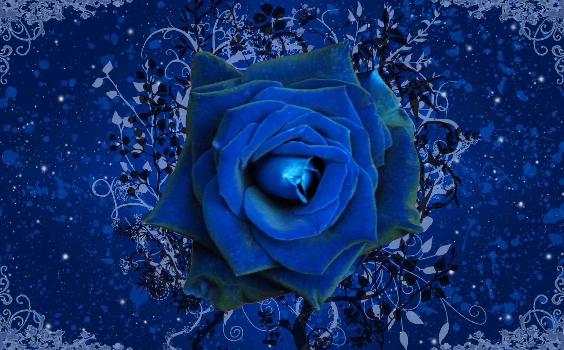 Top 20 hình nền hoa hồng xanh đẹp nhất, lãng mạn nhất - [Kích thước hình ảnh: 1920x1192 px]