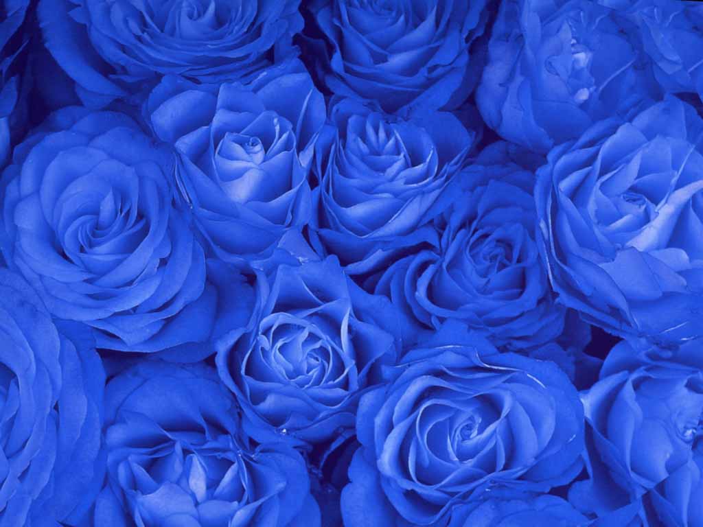 Top 20 hình nền hoa hồng xanh đẹp nhất, lãng mạn nhất - [Kích thước hình ảnh: 1024x768 px]