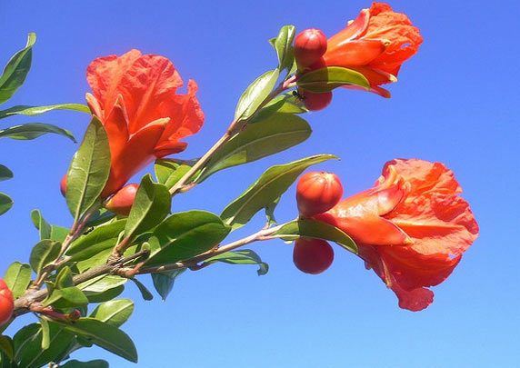 Tổng hợp hình ảnh hoa lựu đẹp nhất - [Kích thước hình ảnh: 572x405 px]