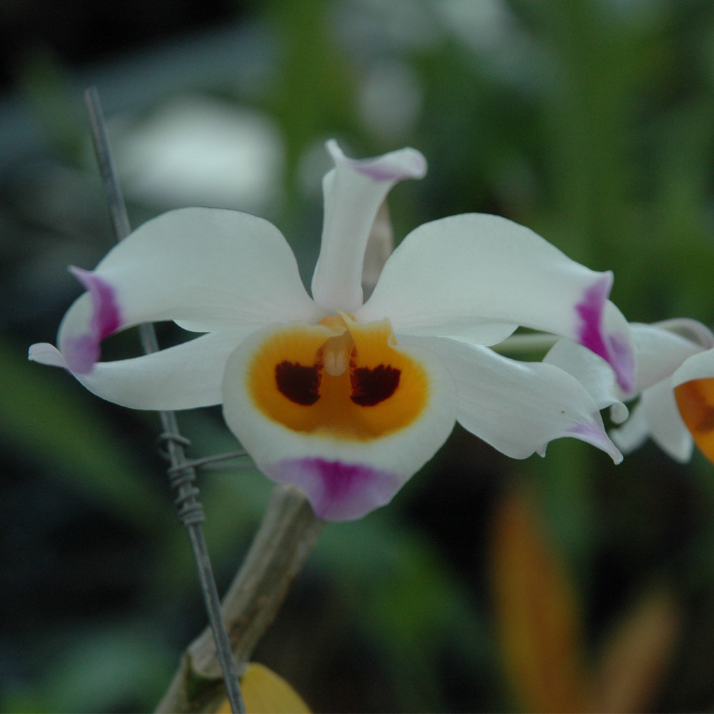 Tổng hợp hình ảnh hoa lan U Lồi – Hoàng thảo U lồi đẹp nhất - [Kích thước hình ảnh: 1024x1024 px]