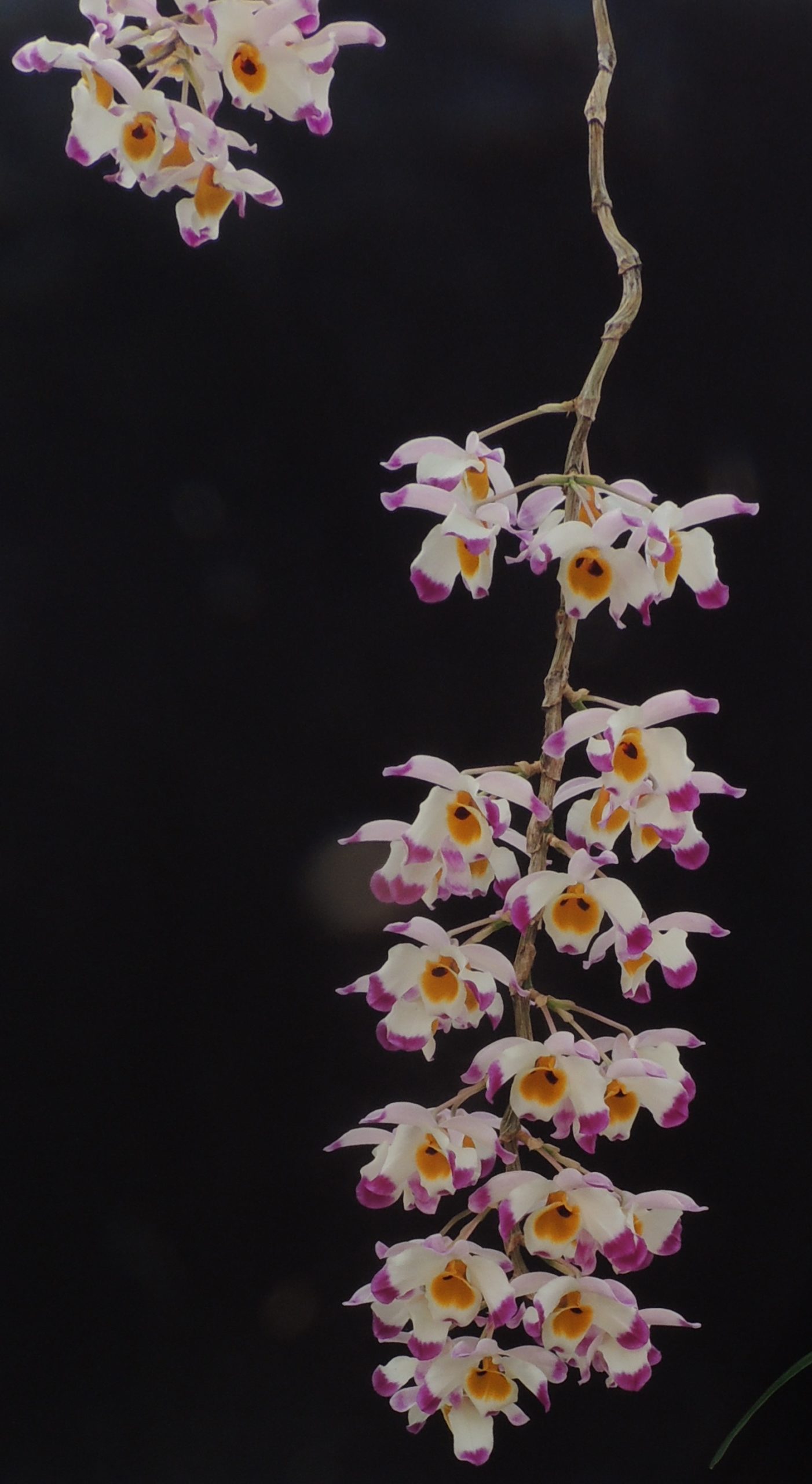 Tổng hợp hình ảnh hoa lan U Lồi – Hoàng thảo U lồi đẹp nhất - [Kích thước hình ảnh: 1402x2560 px]