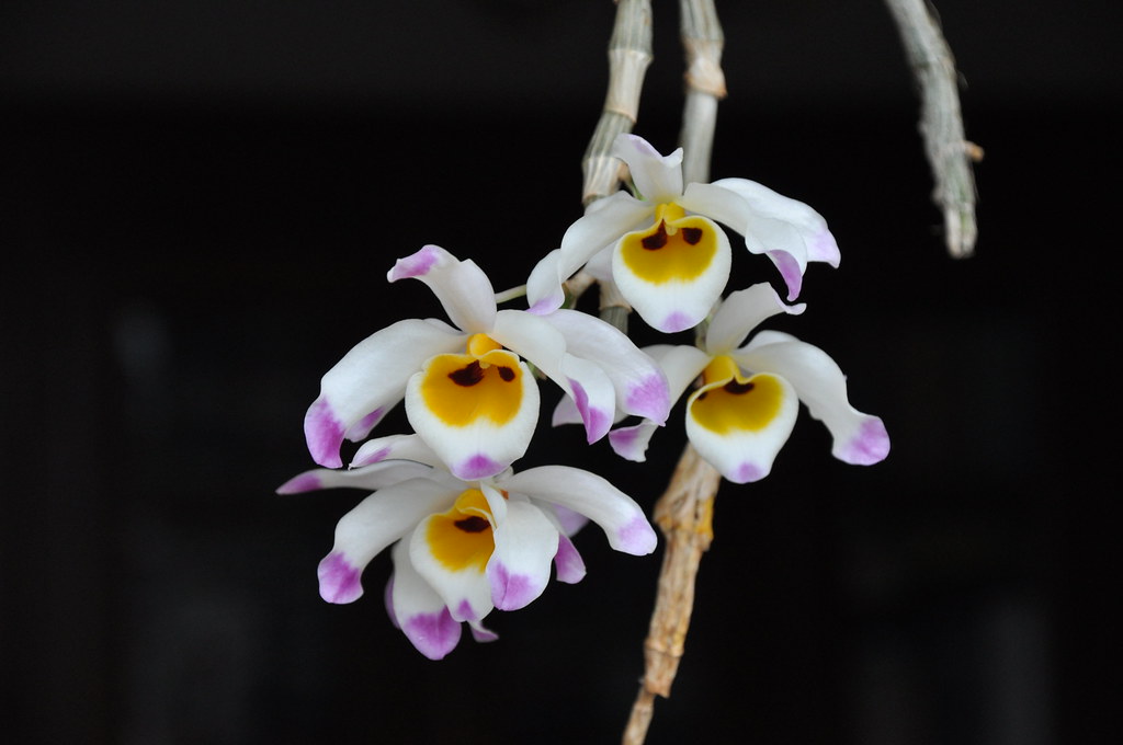 Tổng hợp hình ảnh hoa lan U Lồi – Hoàng thảo U lồi đẹp nhất - [Kích thước hình ảnh: 1024x680 px]