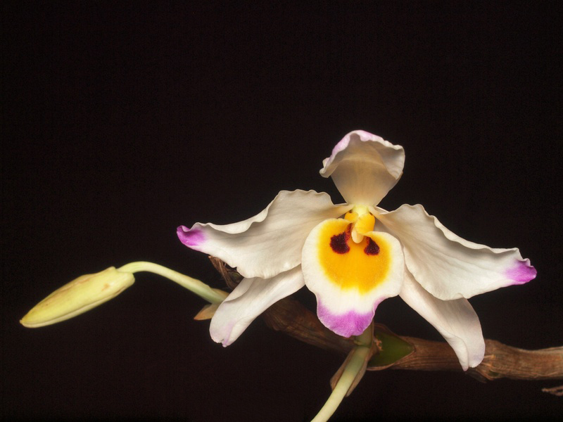 Tổng hợp hình ảnh hoa lan U Lồi – Hoàng thảo U lồi đẹp nhất - [Kích thước hình ảnh: 800x600 px]