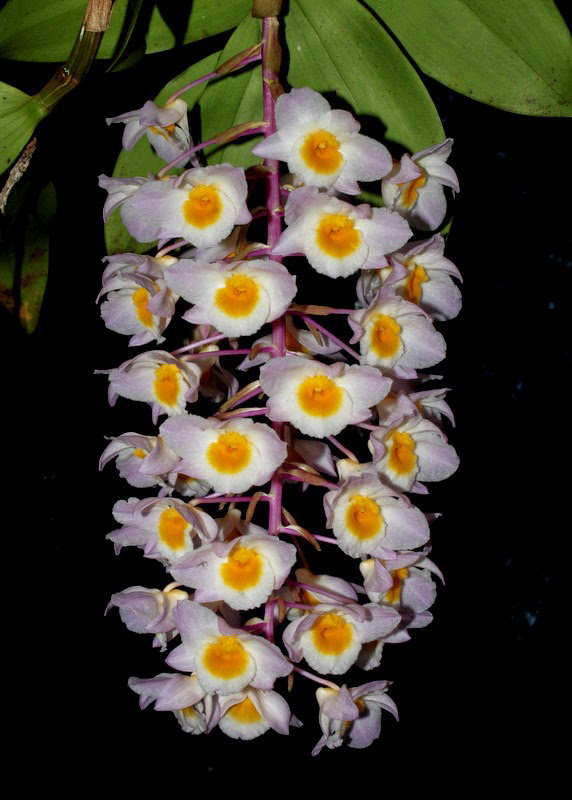 Tổng hợp hình ảnh hoa lan U Lồi – Hoàng thảo U lồi đẹp nhất - [Kích thước hình ảnh: 572x800 px]