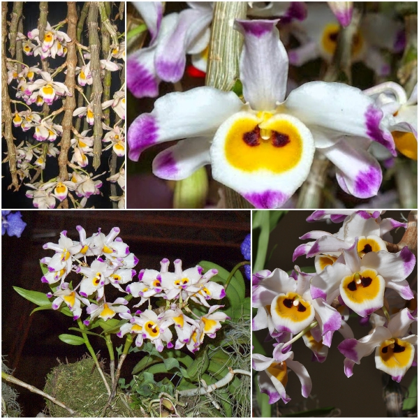 Tổng hợp hình ảnh hoa lan U Lồi – Hoàng thảo U lồi đẹp nhất - [Kích thước hình ảnh: 600x600 px]