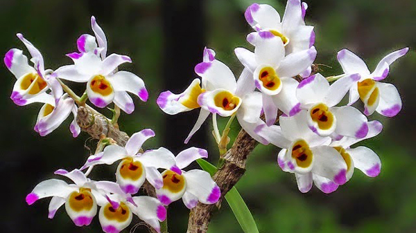 Tổng hợp hình ảnh hoa lan U Lồi – Hoàng thảo U lồi đẹp nhất - [Kích thước hình ảnh: 600x337 px]