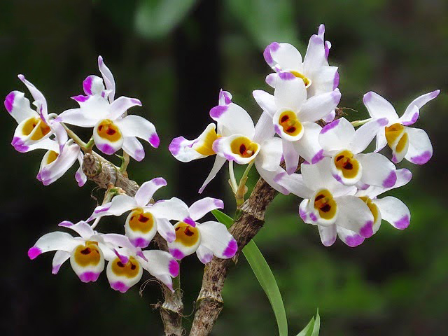Tổng hợp hình ảnh hoa lan U Lồi – Hoàng thảo U lồi đẹp nhất - [Kích thước hình ảnh: 640x480 px]