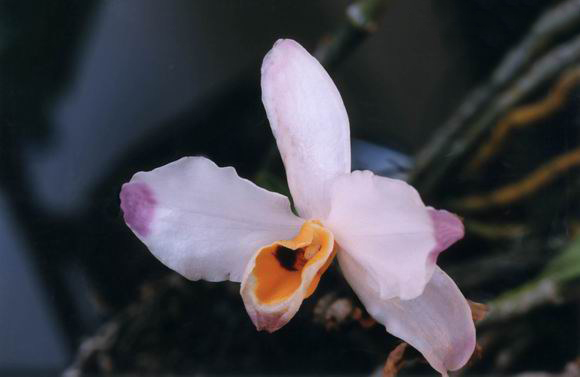 Tổng hợp hình ảnh hoa lan U Lồi – Hoàng thảo U lồi đẹp nhất - [Kích thước hình ảnh: 580x377 px]