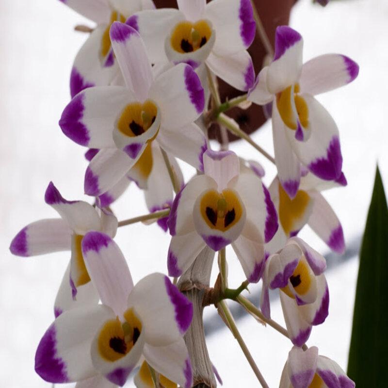 Tổng hợp hình ảnh hoa lan U Lồi – Hoàng thảo U lồi đẹp nhất - [Kích thước hình ảnh: 800x800 px]