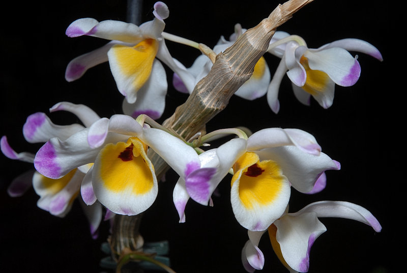 Tổng hợp hình ảnh hoa lan U Lồi – Hoàng thảo U lồi đẹp nhất - [Kích thước hình ảnh: 800x536 px]