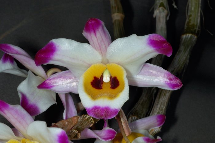 Tổng hợp hình ảnh hoa lan U Lồi – Hoàng thảo U lồi đẹp nhất - [Kích thước hình ảnh: 700x465 px]